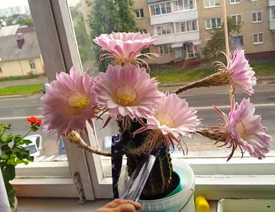 Седьмой на подходе»: у пенсионерки из Барановичей шикарно цветет кактус