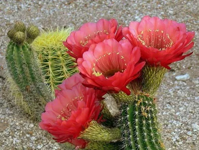 Цветение кактусов в пустыне