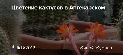 Самые распространенные кактусы и их названия. | Цветы кактуса, Комнатные  травы, Растения