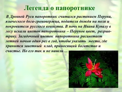 Цветок папоротника с розовым цветком в цветочном горшке Стоковое Фото -  изображение насчитывающей вал, папоротник: 83691408