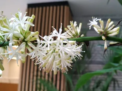 Интересно цветёт Драцена..как будто букет Вам приготовила))) | Instagram