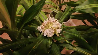 Драцена душистая / Dracaena fragrans - «История о том, КАК МЫ ИСКАЛИ  ЗАЛЕТНЫЙ ТРУП В ДОМЕ ТРИ ДНЯ, А НАШЛИ ЦВЕТУЩУЮ ДРАЦЕНУ!!! На этот раз тут  обычные фото, но зато какая история!