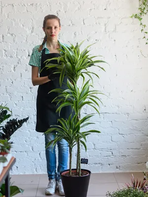 Драцена маргината высотой 200см в горшке (Dracaena marginata) купить с  доставкой в СПб
