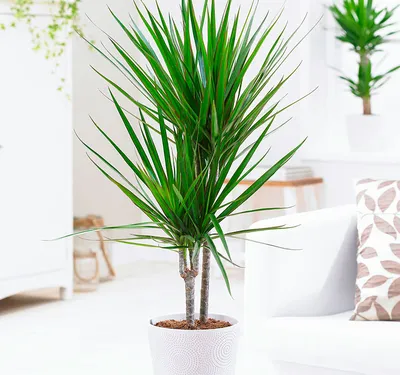 Драцена голден коаст (Dracaena Fragrans Golden Coast) | Клумба - интернет  магазин цветов в Туле