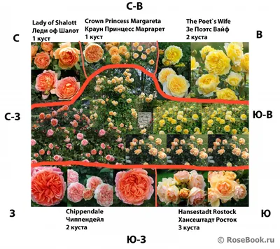 Клумба с розами и другими цветами - 73 фото