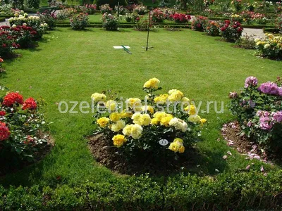 Цветник с розами и густолиственными зелеными растениями Стоковое Фото -  изображение насчитывающей естественно, сад: 135535204