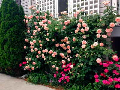 Цветник розовых роз в парке Стоковое Фото - изображение насчитывающей розы,  сад: 98427634