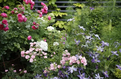 Клумба из роз: что посадить рядом и правила сочетания цветов, схемы и  офомление | Цветник план, Небольшие цветники, Клумбы