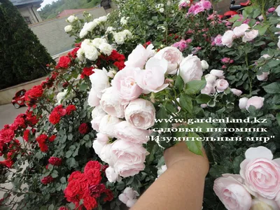 Розы в саду на клумбе #роза #розы #дача #сад #цветы #цветник #розарий  #flowers | Дача, сад и огород | ВКонтакте