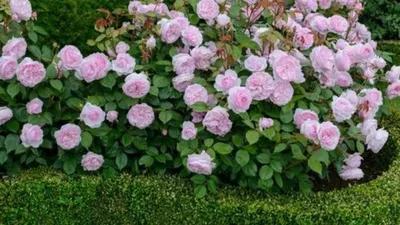 Клумба из роз: что посадить рядом и правила сочетания цветов, схемы и  офомление | Композиции цветников, Современное садоводство, Идеи для  садового дизайна