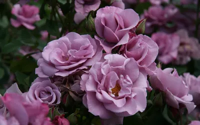 Клумбы из роз - Варианты размещения роз в саду
