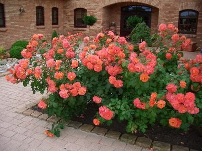 Композиция Цветник» с розами, хризантемами и лизиантусами - купить в  Сургуте за 7 820 руб