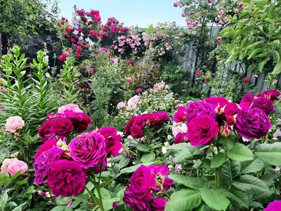 Шикарные клумбы с розами в вашем саду Как сделать клумбу с розами - YouTube