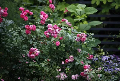 7 идеальных сортов роз для огненного цветника
