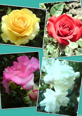 Как сделать красивую и удобную клумбу из Роз и Цветов-компаньонов