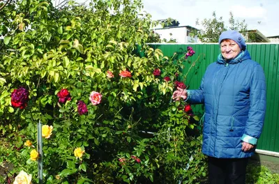 Сады и Розы: Как создать идеальный цветник