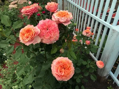 7dach - Какую почву любят розы Глубоко обработанная почва — залог успеха  при выращивании роз. Одиночные розы высаживаются в отдельные посадочные  ямы, а под клумбы и групповые посадки лучше провести общий плантаж,