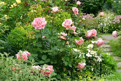 Клумба из роз: что посадить рядом и правила сочетания цветов, схемы и  офомление | Идеи для садового дизайна, Дизайн овощного огорода, Цветник план