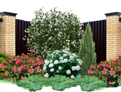 Как сделать стильный цветник из роз – подбор сортов, правила ухода | Дизайн  участка (Огород.ru)