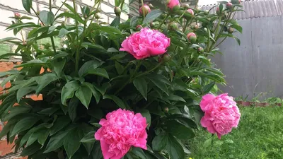 🌷Цветник для ленивых. Как посадить и вырастить пионы. Уход за пионами во  время цветения и после
