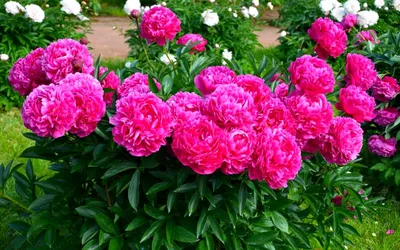 🌷Цветник для ленивых. Как посадить и вырастить пионы. Уход за пионами во  время цветения и после