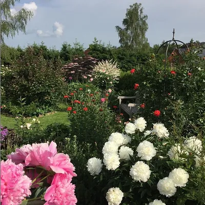 Пионы с розами на клумбе - 70 фото