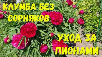 Пионы в ландшафтном дизайне: как оформить клумбы, что посадить рядом