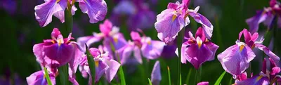 Tall Bearded Iris 'Brilliant Idea' | Идеи посадки растений, Небольшие  цветники, Цветки ириса