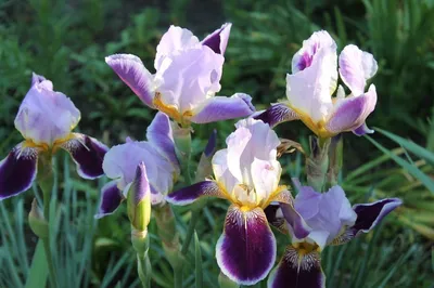 Ирис сибирский ( Iris sibirica) - «Ирис сибирский - красивый цветок. Но  добиться роскошного цветения непросто» | отзывы