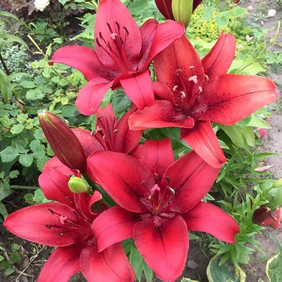 Modest flower garden of lilies — Steemit