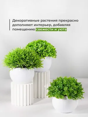 Декоративно-лиственные комнатные растения купить в Минске | koshikshop.by