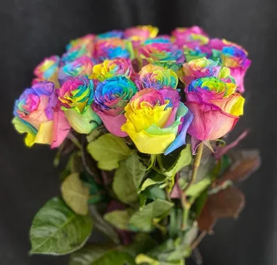 Цветные розы фото фотографии