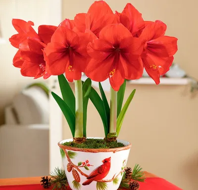 Цветок амариллис фото