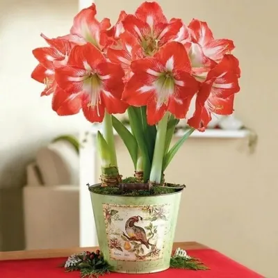 Цветок амариллис фото фотографии