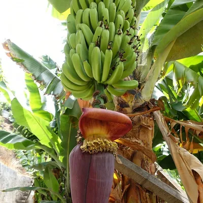 Цветок банана (Musa) размер Premium купить с доставкой в СПб
