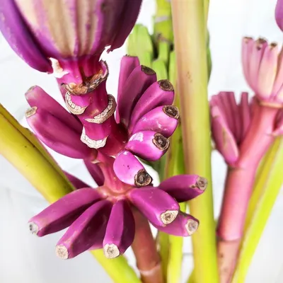 Цветок банана фиолетовый поштучно (Musa flower) купить с доставкой в СПб