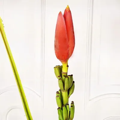 Цветок банана красный поштучно (Musa flower) купить с доставкой в СПб