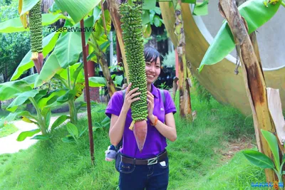 7388PetVladVik. :: Вьетнам, 2016 г (Нячанг, Сайгон, Далат) :: Цветок банана  и маааленькие бананчики.