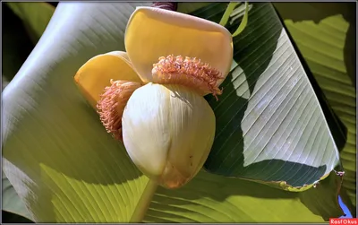Фото: Цветок банана. Фотограф Mike Collie. Природа - Фотосайт Расфокус.ру