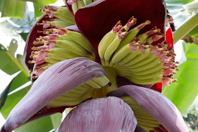Цветущая банановая Пальма - фото и картинки: 70 штук