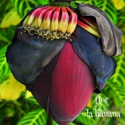 Растения Бразилии. Цветок БАНАНА