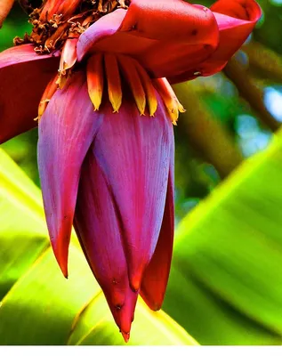 Цветок банана (56 фото)