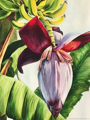 Цветок банана. Акварельная картина – заказать на Ярмарке Мастеров – KPR3YBY  | Картины, Чита