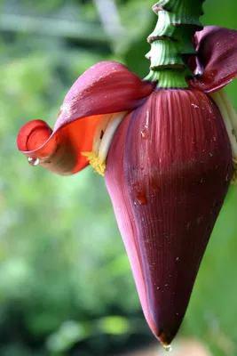 Цветок банана | Пикабу