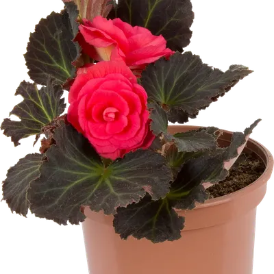 Цветок Бегония Микс 13/35 — купить по выгодной цене в интернет-магазине  Колорлон