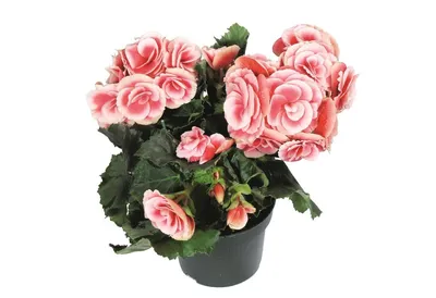 Купить комнатный цветок «Бегония d13 h30» — Доставка по Челябинску |  Интернет-магазин цветов «Растительный мир»