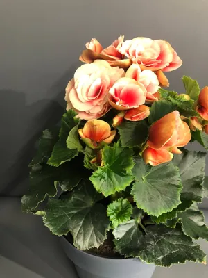 Цветок Бегония(пятнистая) — купить в Красноярске. Горшечные растения и  комнатные цветы на интернет-аукционе Au.ru