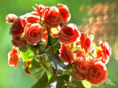 Бегония (Begonia) красная купить по цене 1 050 р. с доставкой в Энгельсе