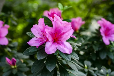 Rhododendron. Ericaceae. | Слово «рододендрон» (ударение на … | Flickr