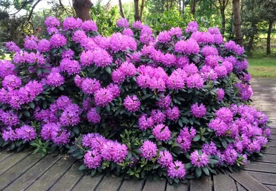 Рододендрон - особенности посадки и дальнейшего ухода.